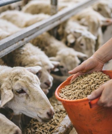Alimentación de primera