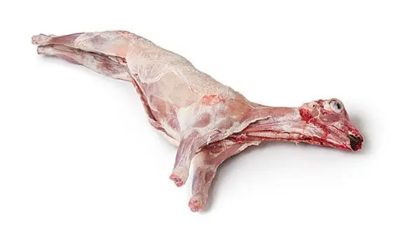 Cabrito en canal el moreno